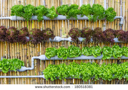 Alternative Growing Methods – Zip grow hydroponics system